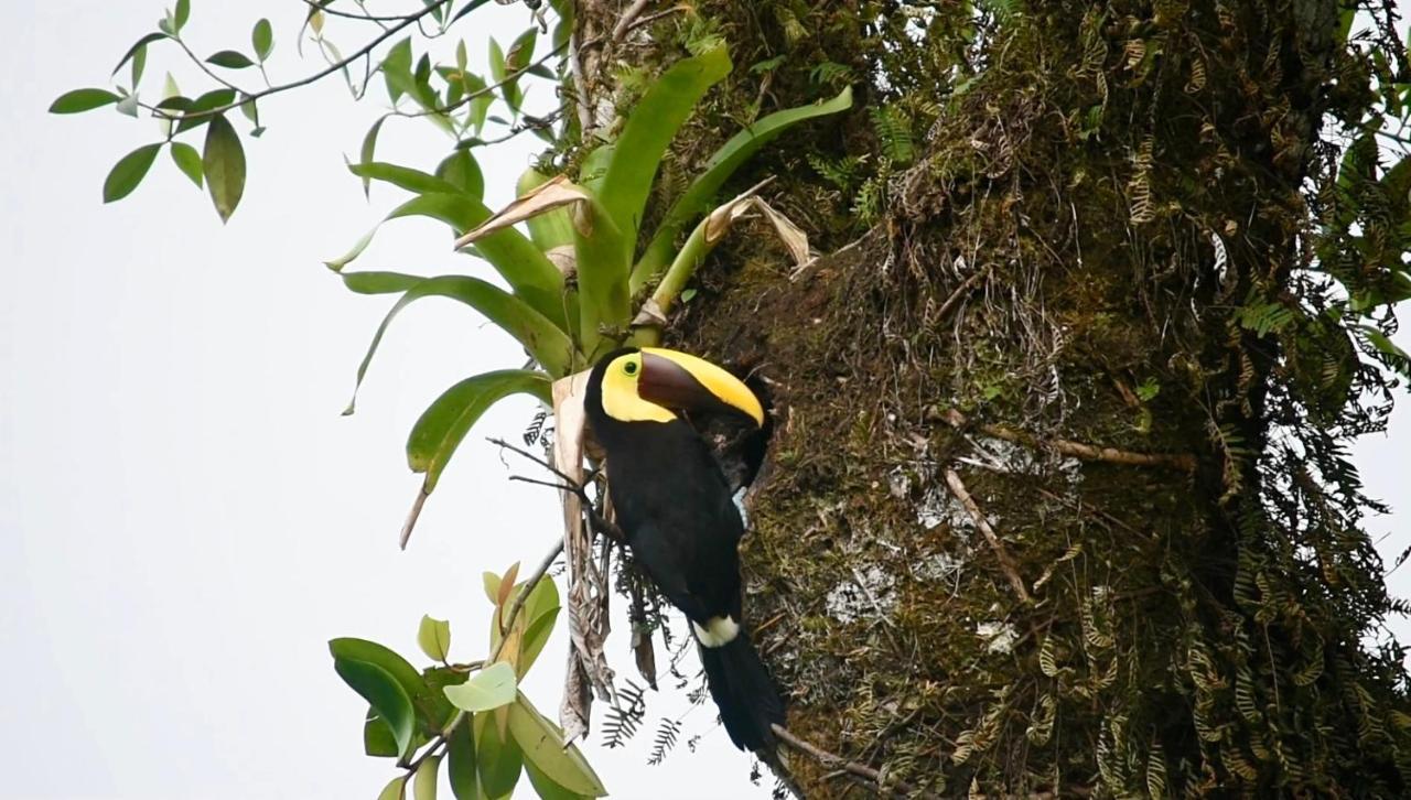 Tucan Guest house La Fortuna
