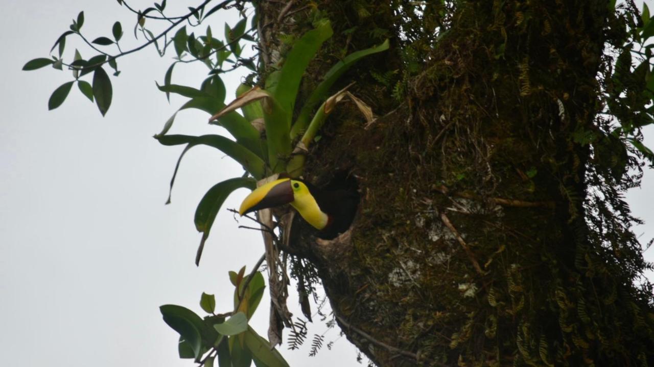 Tucan Guest house