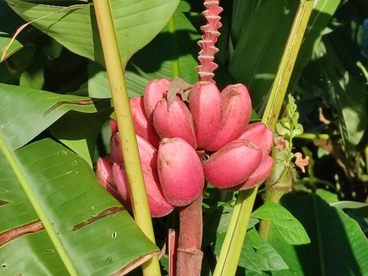 Tucan * La Fortuna