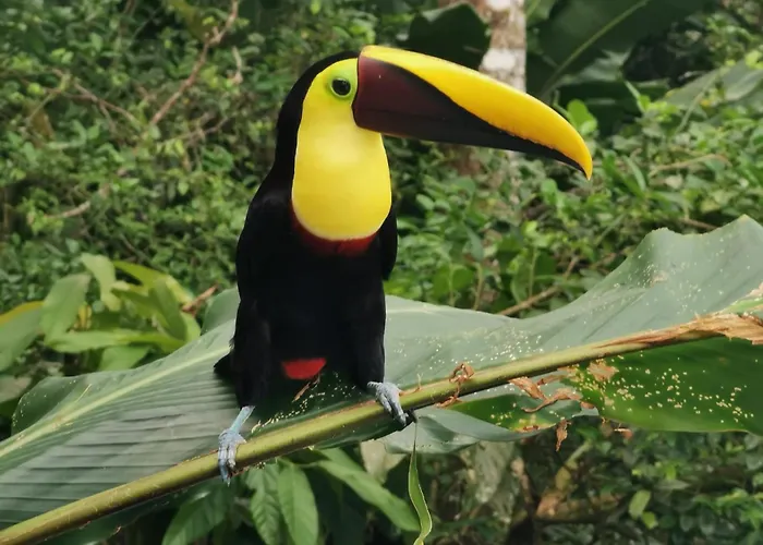 Villa Tucan