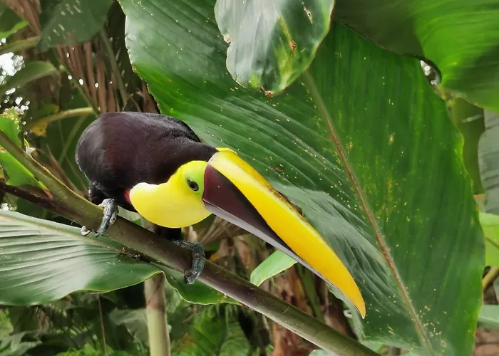 Villa Tucan