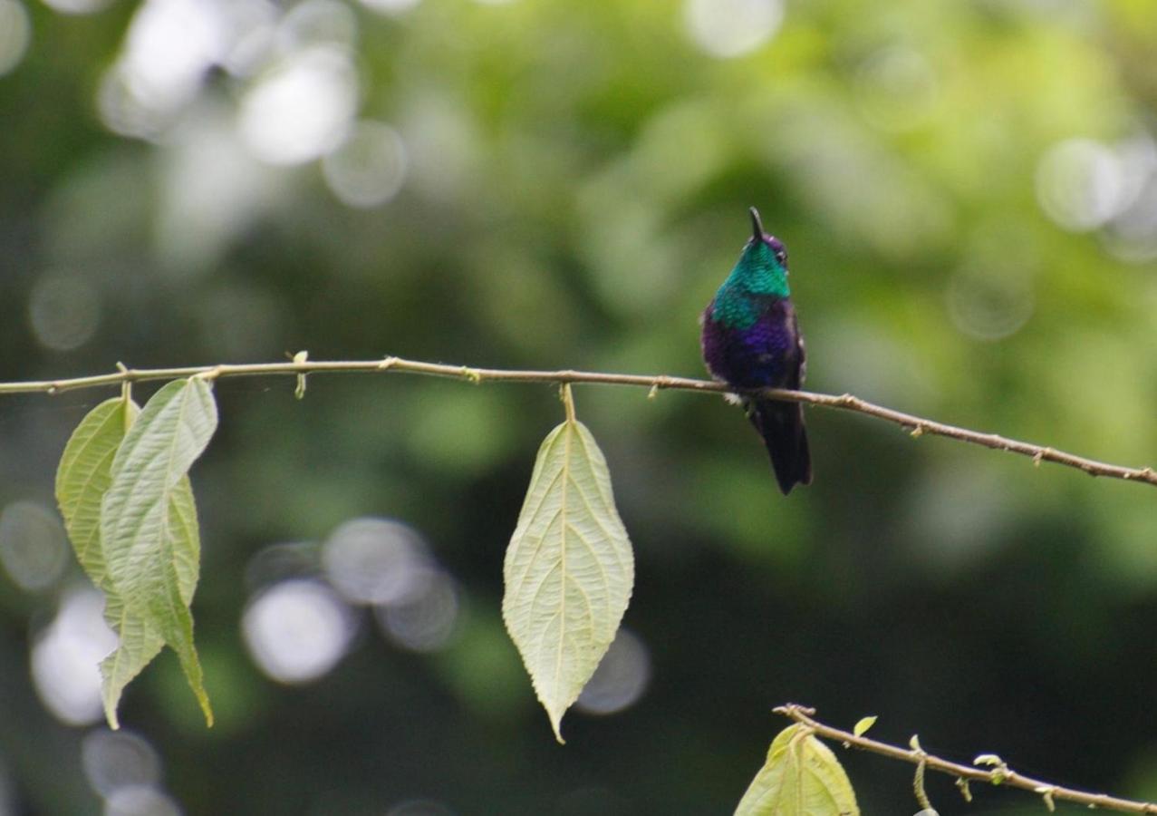 Tucan Guest house La Fortuna