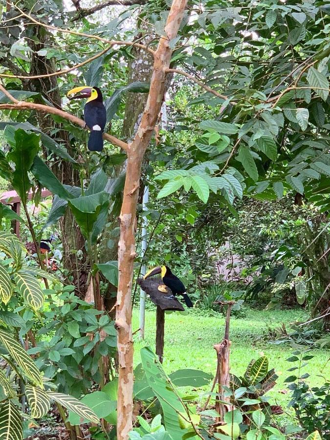 Tucan Guest house *