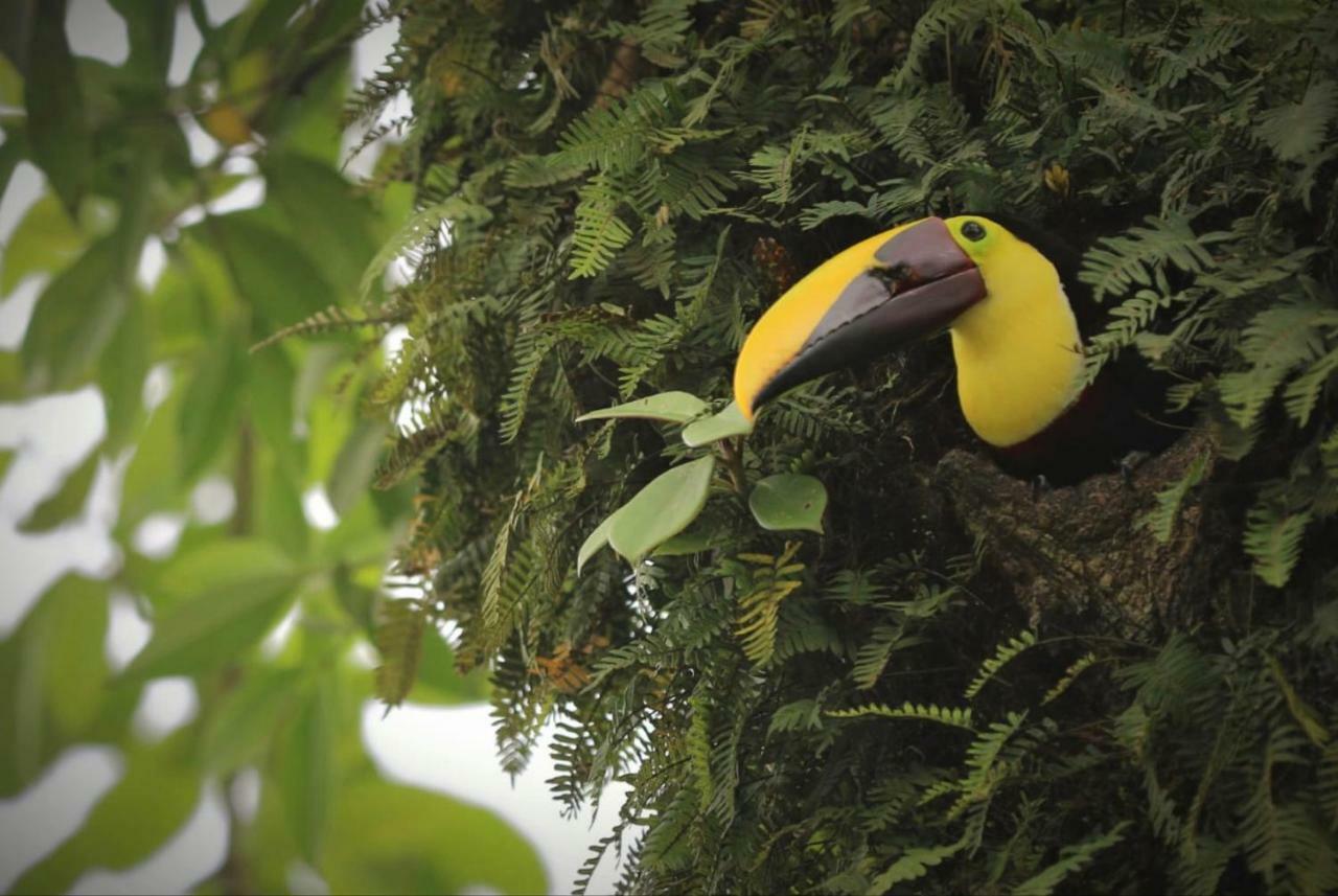 Tucan * La Fortuna